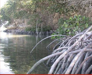 Approximately 1 billion people live on degraded land

* poverty and lack of land availability leads to unsustainable farming practices

examples:

* deforestation
* soil erosion
* clearing mangroves for monoculture
  * mangroves protect against floods 


  * only planting one crop, reducing biodiversity
  *  (see image)