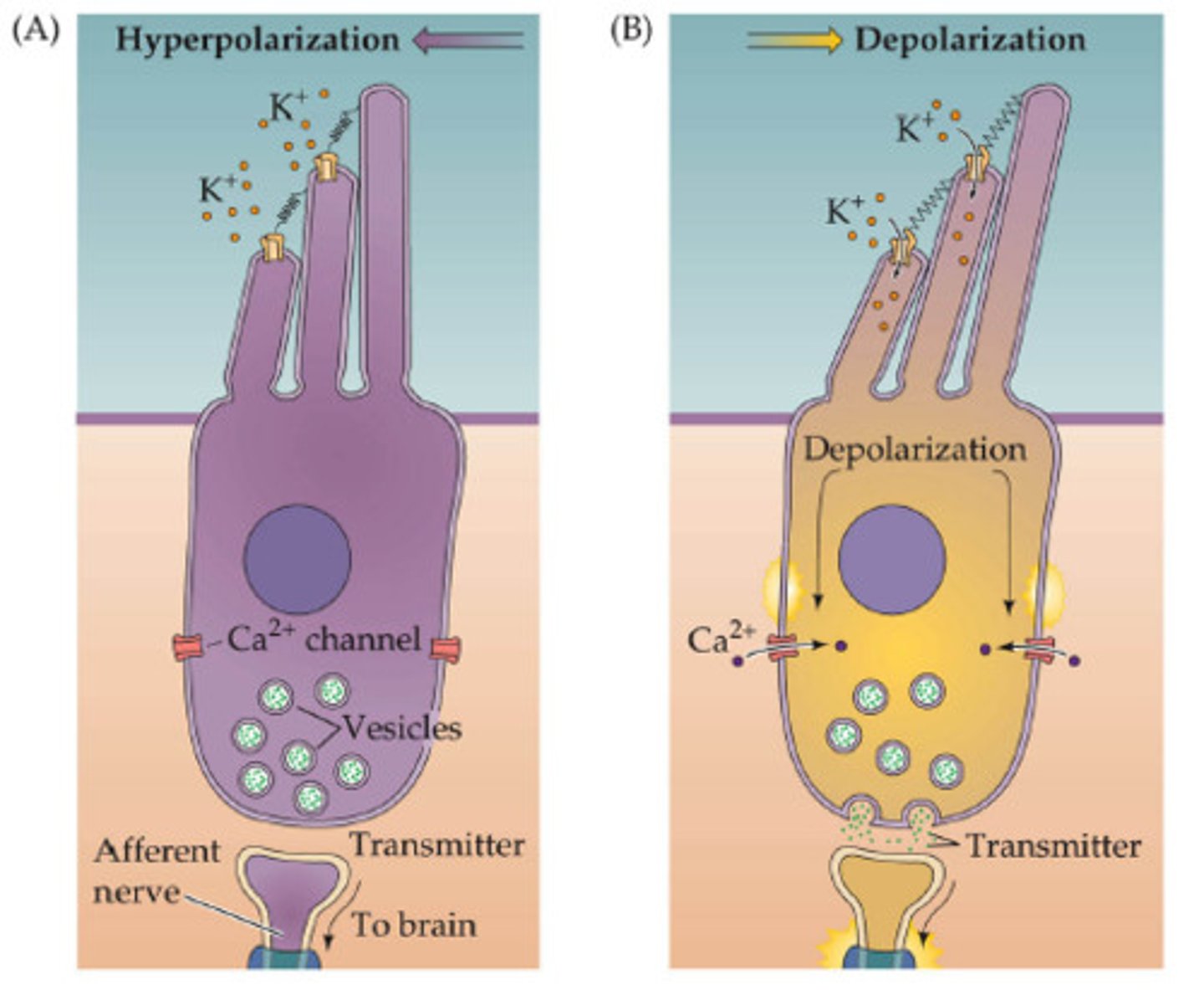 <p>what is turning different kinds of stimuli into action potentials in the nervous system?</p><p>A) EPSP</p><p>B) IPSP</p><p>C) Passive conduction</p><p>D) Sensory transduction</p><p>E) Saltatory conduction</p>