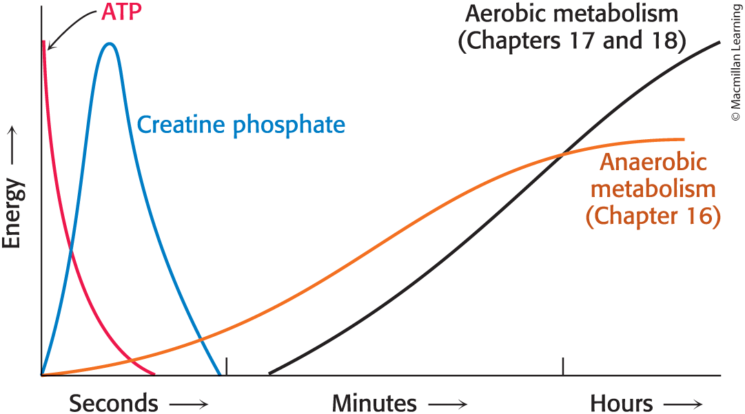 <p>Change as Exercise Duration Increases, even within the first few seconds </p>