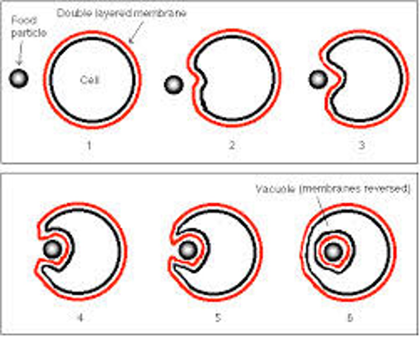 <p>Process by which a cell takes material into the cell by infolding of the cell membrane</p>