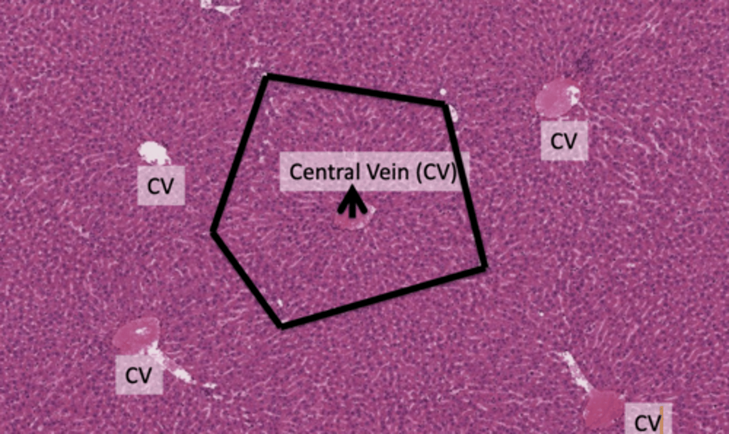 <p>Central veins collect processed blood from the liver lobules and direct it towards the heart for systemic circulation.</p><p>it is situated at the center of the liver lobule and collects the processed blood from the sinusoids to transport it to the hepatic vein, and then to the inferior vena cava.</p>