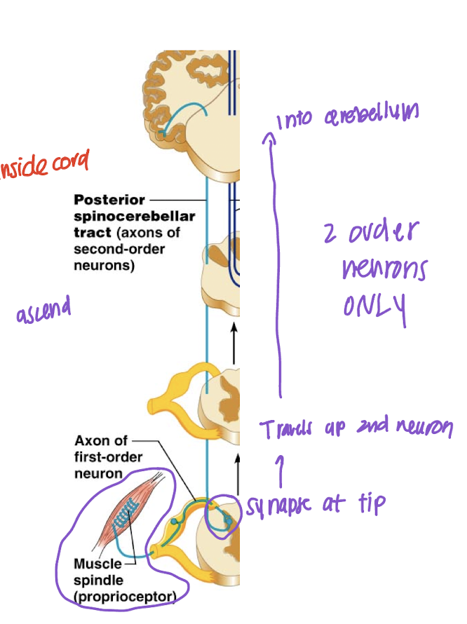 <ul><li><p>Convey information about propioception from muscle/tendon.</p></li><li><p>Propioceptors provided information on body position on the same side of the body</p><p></p><p><span style="color: yellow">1st order neuron:</span>  Sensory neuron cell bodies in DRG</p><p><span style="color: yellow">2nd:</span> In dorsal horn of spinal cord neuron &amp; synapses at Cerebellum</p><p></p></li></ul><img src="https://knowt-user-attachments.s3.amazonaws.com/c0b616c1-5edc-48cf-b110-f7e42fb978b3.png" data-width="100%" data-align="center"><p></p>