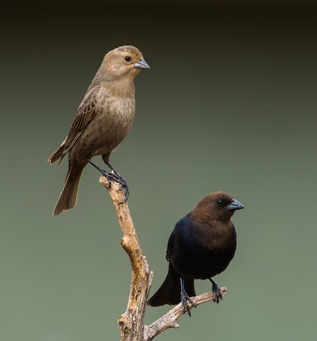 <p>Brown-headed Cowbird</p>