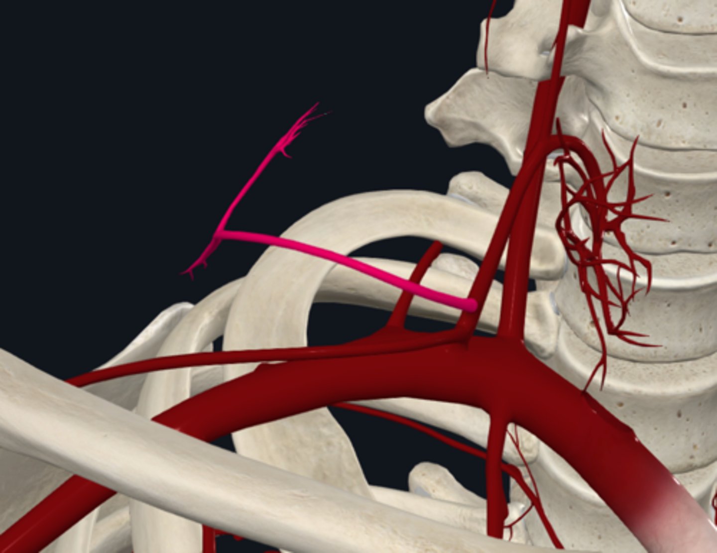 <p>What does the Cervicodorsal trunk (Transverse cervical a.) supply?</p>
