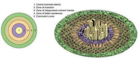 <p>A model of a city’s internal organization developed by E. W. Burgess organized five concentric rings that model the arrangement of different residential zones radiating outward from a central business district</p><p>The zones are:</p><ol><li><p>Central business district (CBD)</p></li><li><p>Zone of transition</p></li><li><p>Zone of independent workers’ homes</p></li><li><p>Zone of middle-class residences</p></li><li><p>Commuters’ zone</p></li></ol><p>Findings</p><ul><li><p>Businesses locate in the central business district</p></li><li><p>The lowest class and immigrants live in the zone of transition, and gradually move outward as they gain income</p></li><li><p>Landlords allowed housing to deteriorate in anticipation of an expansion of the CBD</p></li></ul><p></p>