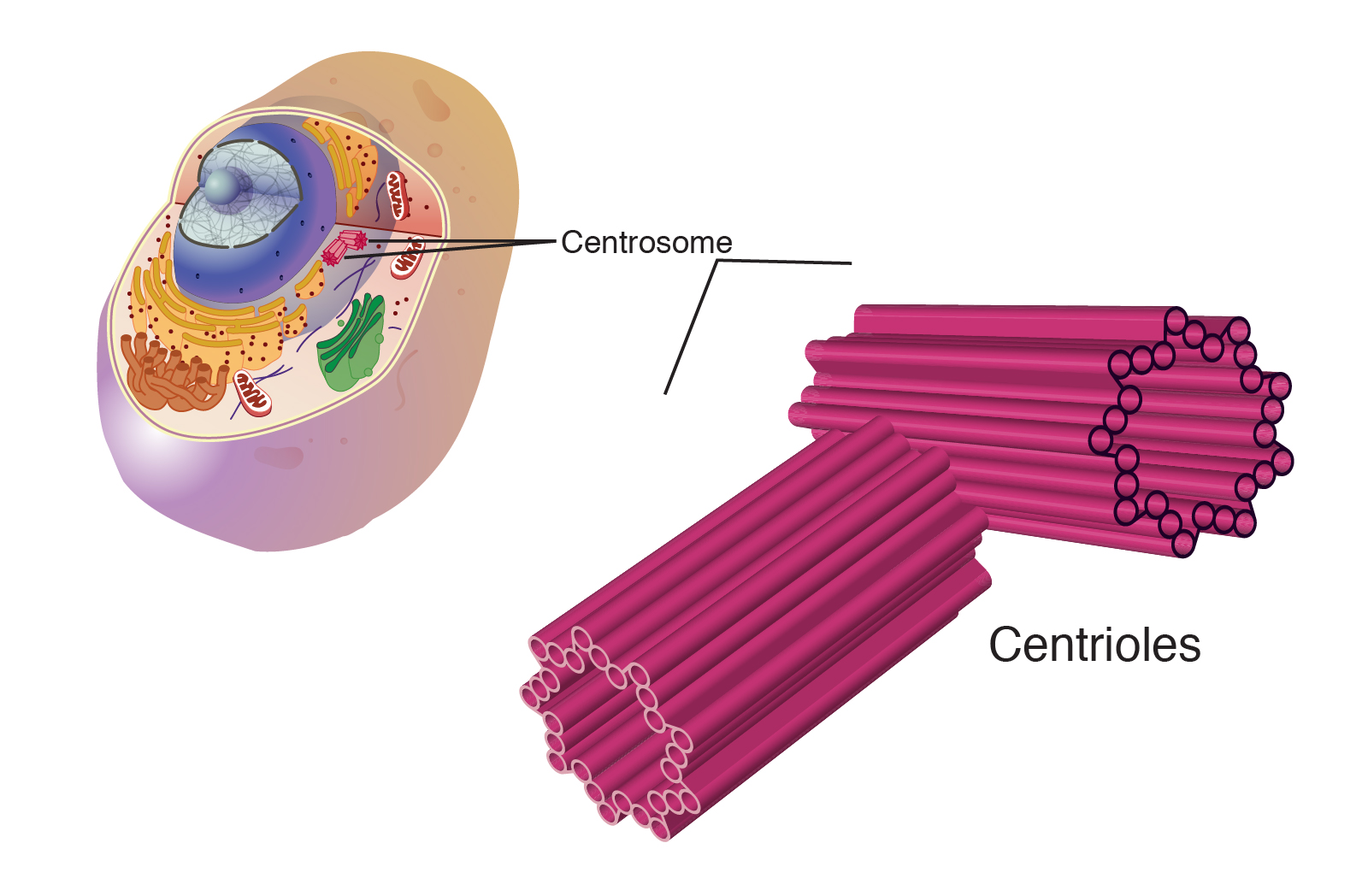 <p>Animal cells</p><p>Always in pairs </p><p>Aid cell division(meiosis and mitosis) by organizing microtubles</p><p>Help determine the reaction of all the organelles in an animal cell</p>