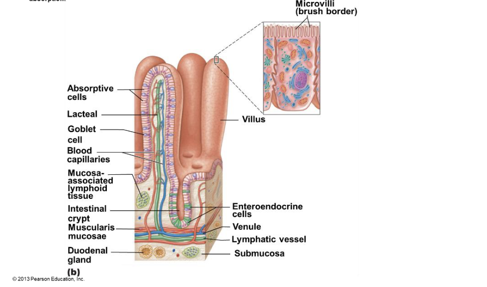 <p></p><ul><li><p><strong>*   Villi</strong>: These are finger-like projections <u>lining the small intestine</u>. They <u>increase the surface area to help absorb nutrients.</u></p><p>*   <strong>Microvilli</strong>: These are tiny, <u>hair-like structures on the surface of the villi.</u> They further<u> increase the surface area for absorption.</u></p><p>*   <strong>Epithelial Cells</strong>: These cells <u>cover the villi and absorb nutrients</u> from digested food.</p><p>*   <strong>Capillaries</strong>: <u>Tiny blood vessels that absorb nutrients and transport them to the bloodstream.</u></p><p>*   <strong>Lacteal</strong>: A lymphatic vessel within the villus that <u>absorbs fats and fat-soluble vitamins.</u></p><p>*   <strong>Goblet Cells</strong>: Cells that <u>secrete mucus to protect the lining of the intestine.</u></p><p>*   <strong>Muscle Layers</strong>: Layers of muscle tissue that <u>help move food through the intestine.</u></p></li></ul><p></p>