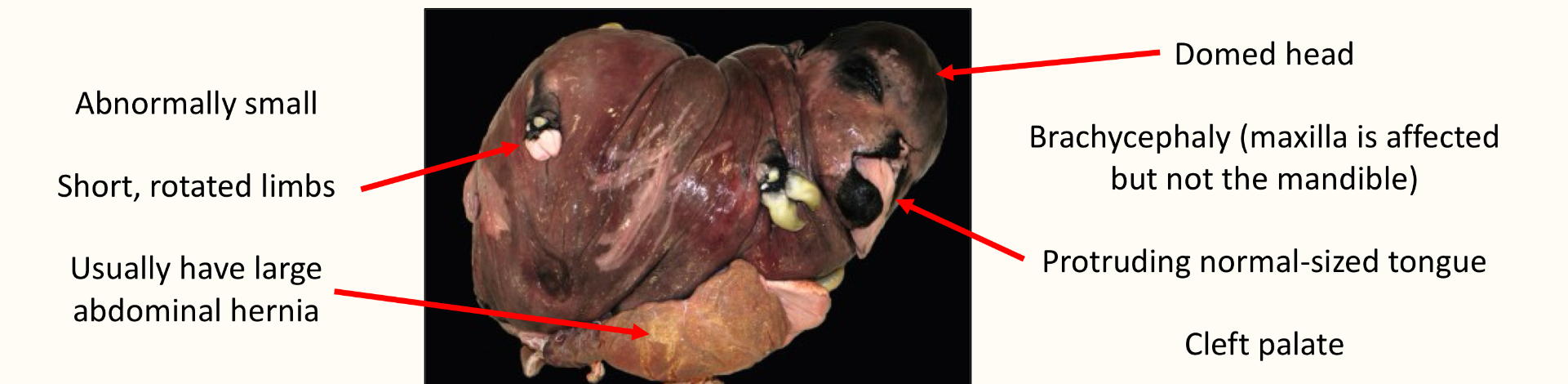 <ul><li><p>seen in dexter cows</p></li><li><p>autosomal recessive</p></li></ul><p></p>