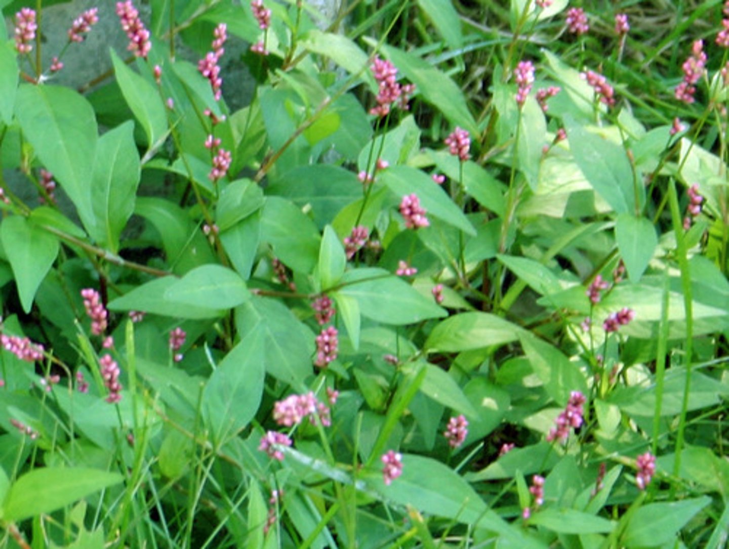 <p>Polygonum amphibium</p>