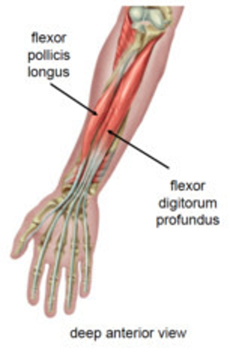 <p>Origin The middle 2/4 of the anterior surface of the radius and the adjacent interosseus membrane.</p><p>Insertion The base of the distal phalanx of the thumb</p><p>Nerve Anterior interosseous nerve (branch of median nerve) (C8, T1)</p><p>Actions Flexion of the thumb.</p><p>Antagonist Extensor pollicis longus muscle, Extensor pollicis brevis muscle</p>