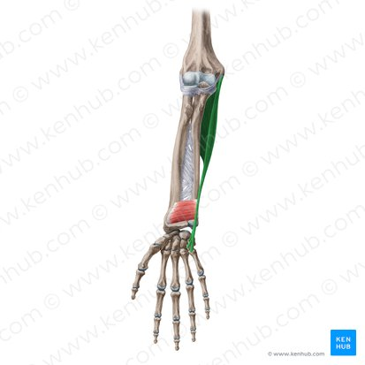 <ol><li><p>identify this muscle,</p></li></ol><p>2. its origin(s),</p><p>3. its insertion(s),</p><ol start="4"><li><p>action(s)</p></li></ol><p></p>