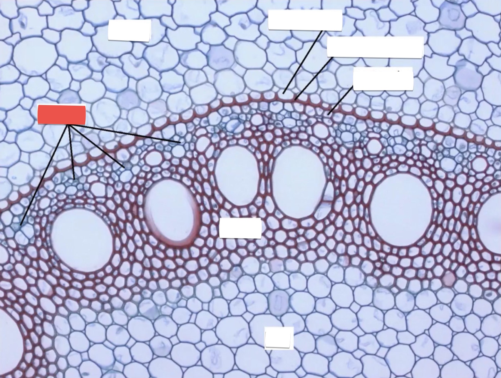 <p>identify the part in red</p>