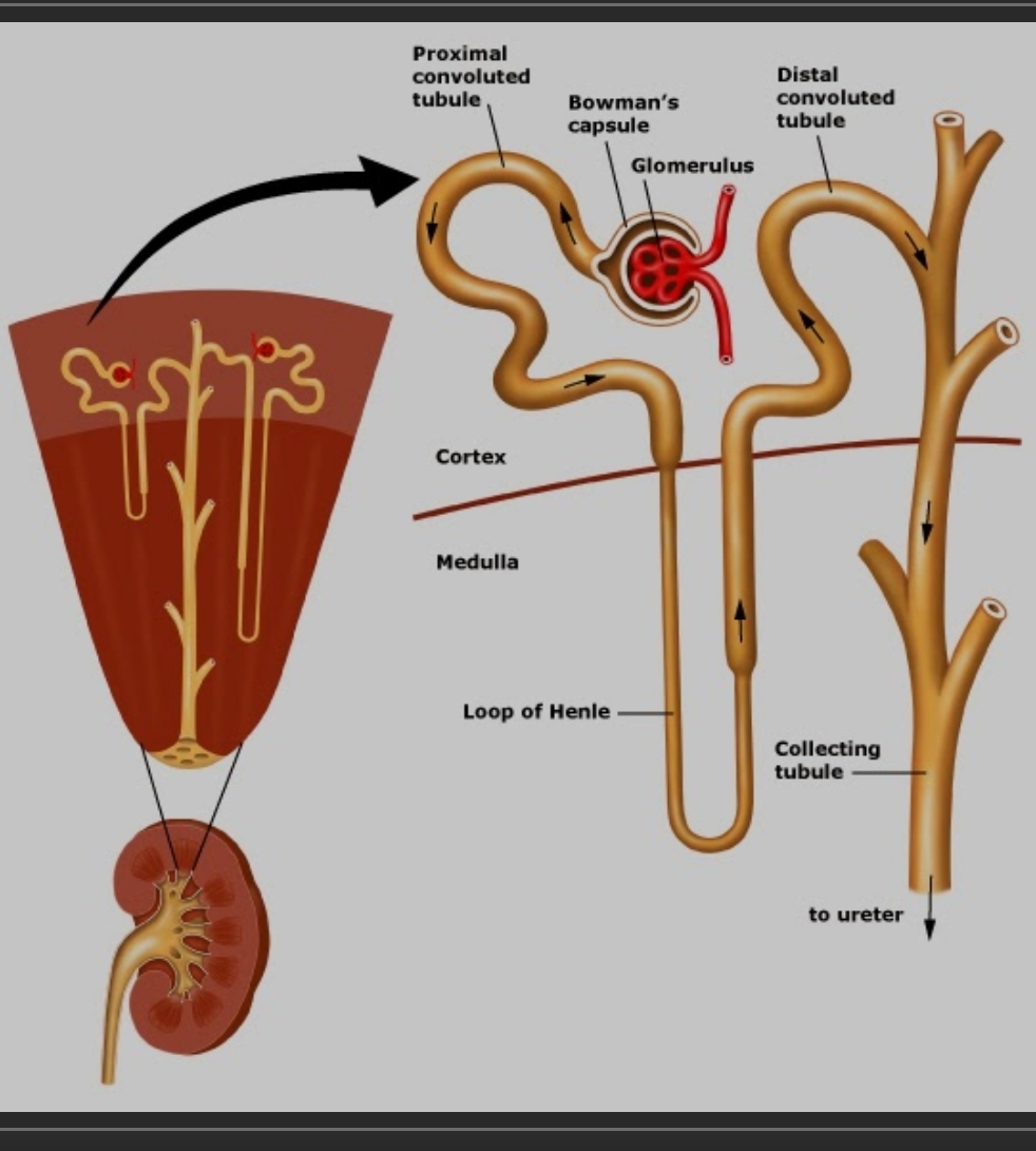 <ol><li><p>Glomerulus </p></li><li><p>Bowman’s Capsule </p></li><li><p>Proximal tubule </p></li><li><p>Loop of Henle </p></li><li><p>Distal Tubule </p></li><li><p>Collecting Duct.</p></li></ol><p></p>