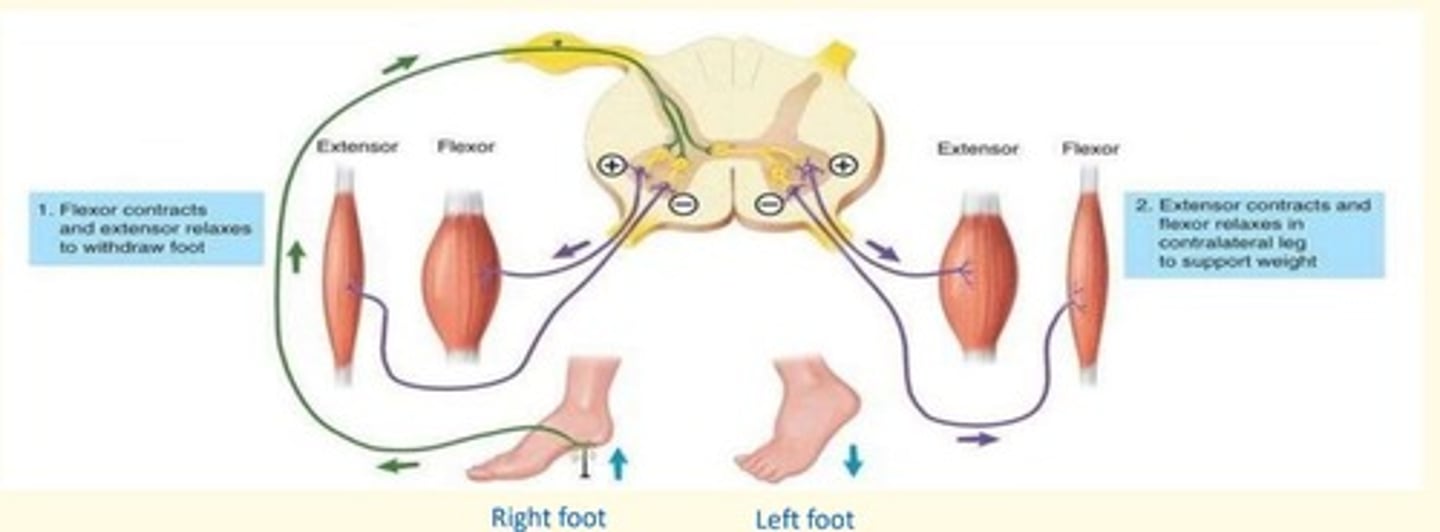 <p>When a withdrawal reflex is initiated in one lower limb, the crossed extensor reflex causes extension of contralateral (opposite) lower limb to support weight</p><p>In the affected foot = flexor contracts, and extensor relaxes to withdraw foot from painful stimuli</p><p>In the other foot = extensor contracts, flexor relaxes in contralateral leg to support weight (so you don't fall over)</p>
