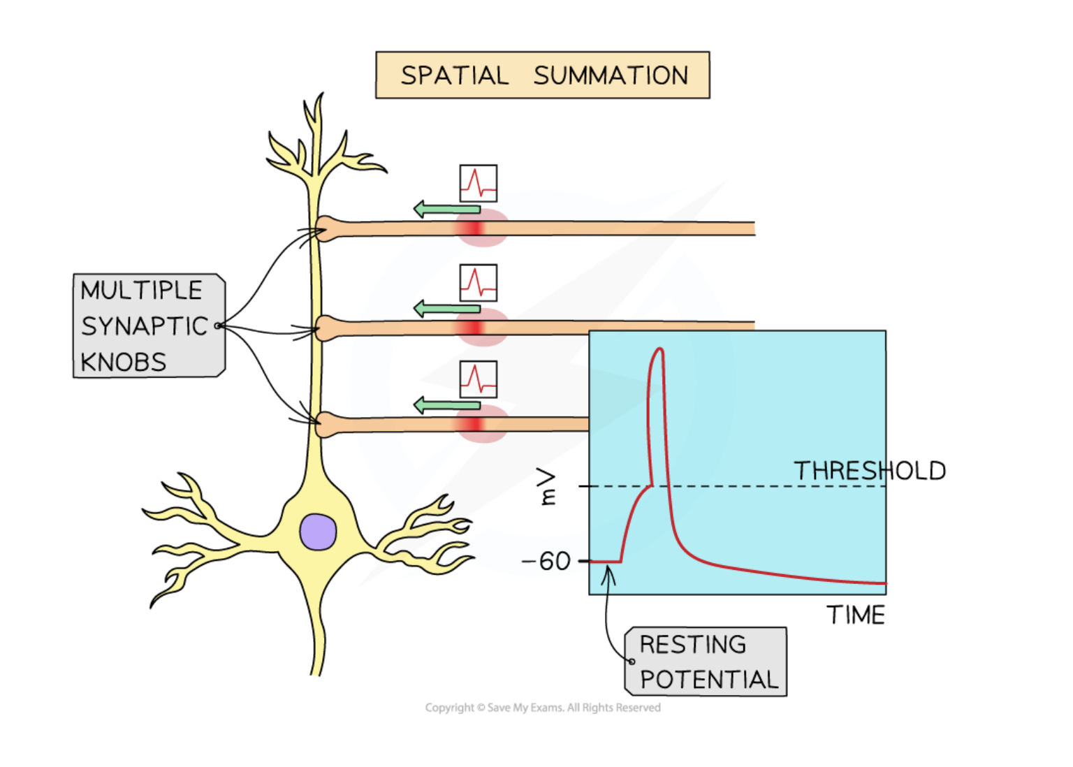 <p>Different neurones simultaneously carry out an </p><p>impulse stimulating an action potential.</p>