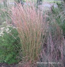 <p>Broomsedge</p>