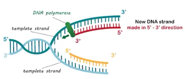 <p><strong>DNA Replication </strong></p>