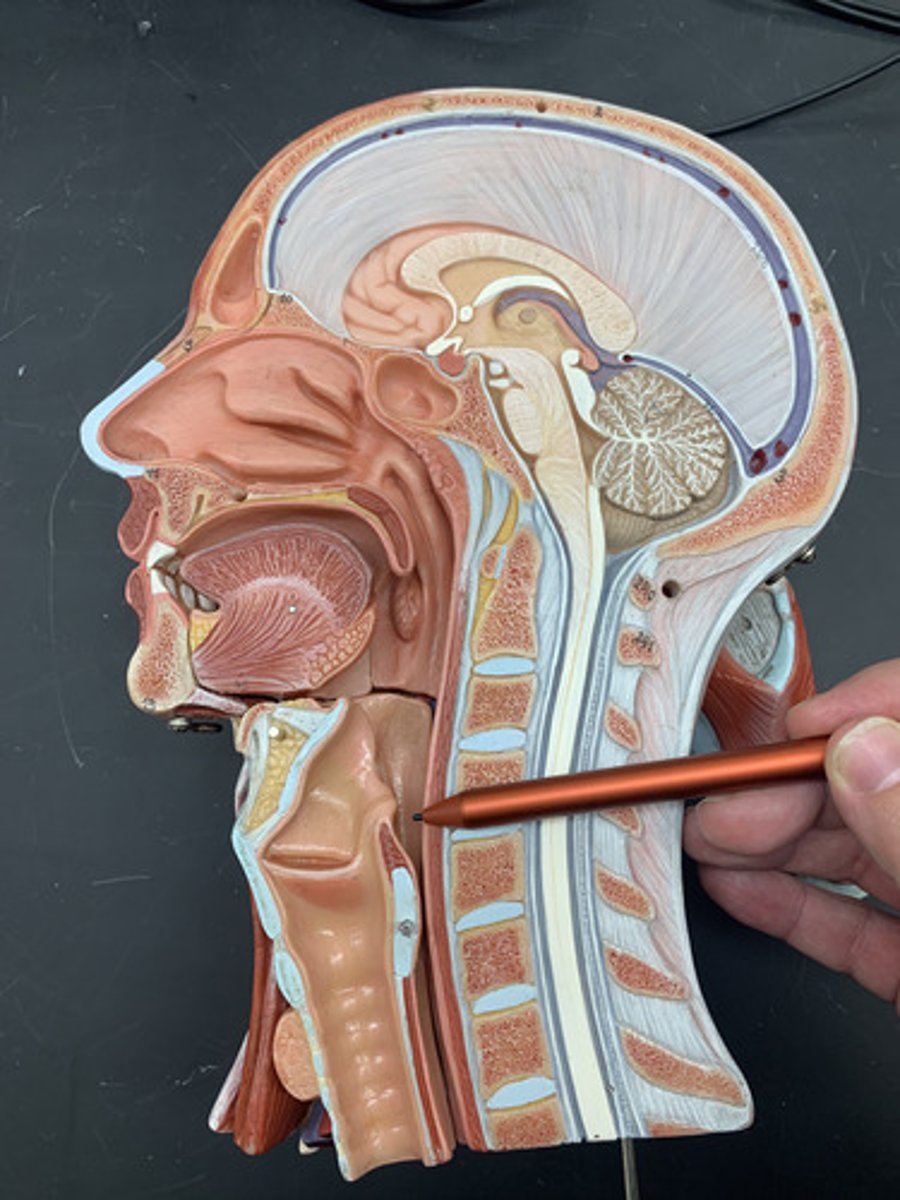 <p>lower part of the pharynx, just below the oropharyngeal opening into the larynx and esophagus</p>