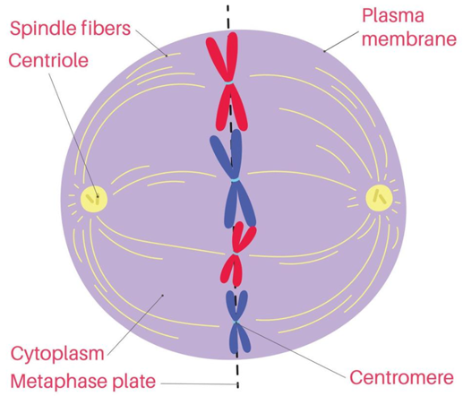 <p>-SECOND phase of mitosis.</p><p>-SPINDLE FIBRES from CENTRIOLES attach to the chromatids, and line them up in the middle of the cell.</p>