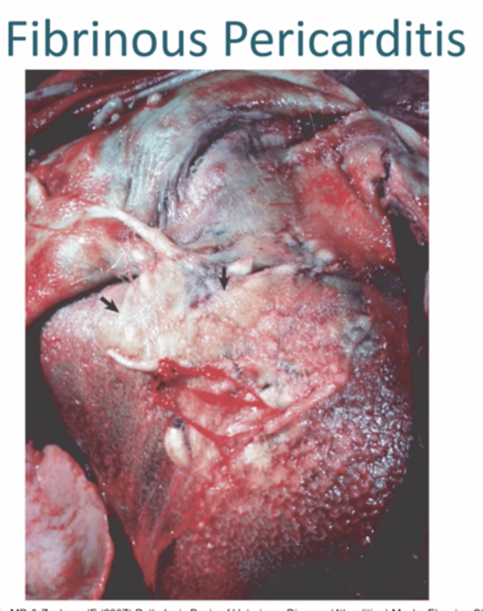 <p>1. Most common form of Pericarditis, Parietal and visceral surfaces covered in yellow fibrin, adhere but easily pulled apart. If Chronic, forms fibrous adhesions</p><p>2. Haematogenous Infection (Pasteurellosis, Glasser's disease, Psittacosis)</p>