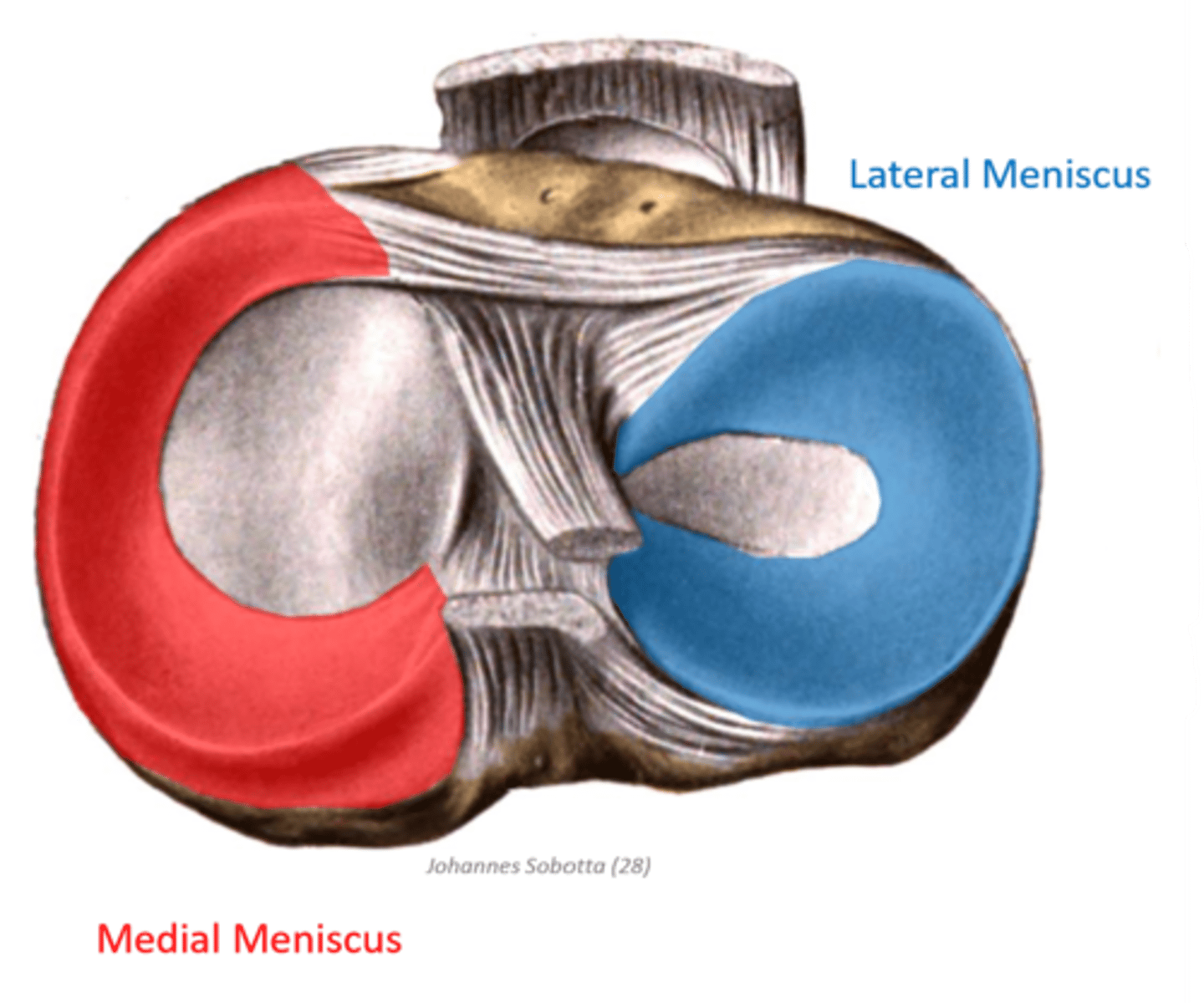 <p>fibrocartilaginous discs anchored to the tibia through coronary ligaments </p><p>crescent superior surface to accommodate femoral condyles and flat inferior surface to accommodate tibia</p><p>increase surface area contact between articulating surfaces and absorbs shock during foot strike</p>
