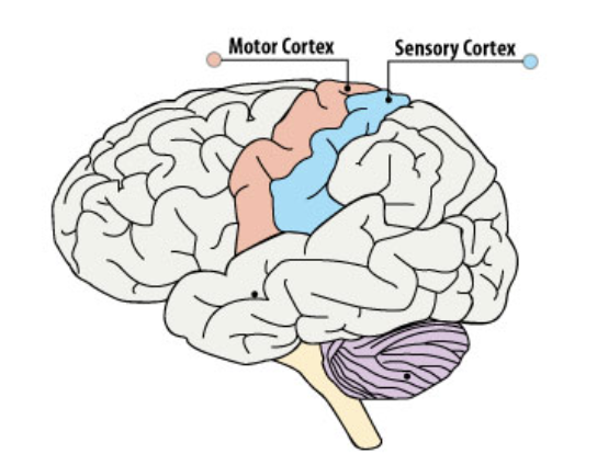 <p>Processes sensory input and integrates it with motor functions for coordinated movement.</p>