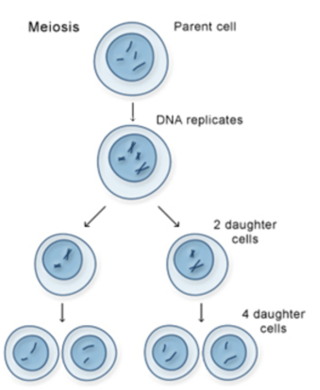 <ol><li><p><span style="font-family: &quot;Times New Roman&quot;, serif"><strong>Parent cel</strong>l: Starts as 2n = 46 chromosomes (diploid)</span></p></li><li><p><span style="font-family: &quot;Times New Roman&quot;, serif"><strong>DNA replicates</strong></span></p></li></ol><ul><li><p><span style="font-family: &quot;Times New Roman&quot;, serif">The number of chromosomes stays the same (46)</span></p></li><li><p><span style="font-family: &quot;Times New Roman&quot;, serif">BUT each chromosome now has two sister chromatids (basically a "copied" arm)</span></p></li><li><p><span style="font-family: &quot;Times New Roman&quot;, serif">So we went from 46 single chromosomes → 46 duplicated chromosomes</span></p></li></ul><ol start="3"><li><p><span data-name="arrows_counterclockwise" data-type="emoji">🔄</span><span style="font-family: &quot;Times New Roman&quot;, serif"> <strong><em>Meiosis I</em>:</strong> First division</span></p></li></ol><ul><li><p><span style="font-family: &quot;Times New Roman&quot;, serif">Makes 2 cells with different combinations of DNA</span></p></li><li><p><span style="font-family: &quot;Times New Roman&quot;, serif">Because during Meiosis I, chromosomes cross over and swap genes</span></p></li></ul><ol start="4"><li><p><span data-name="repeat" data-type="emoji">🔁</span><span style="font-family: &quot;Times New Roman&quot;, serif"><strong> <em>Meiosis II</em></strong>: Second division</span></p></li></ol><ul><li><p><span style="font-family: &quot;Times New Roman&quot;, serif">Each of those 2 cells splits again → total of 4 cells</span></p></li></ul><ol start="5"><li><p><span style="font-family: &quot;Times New Roman&quot;, serif">Each cell is n = 23 chromosomes (haploid) - And each one is genetically unique</span></p></li></ol><p></p>