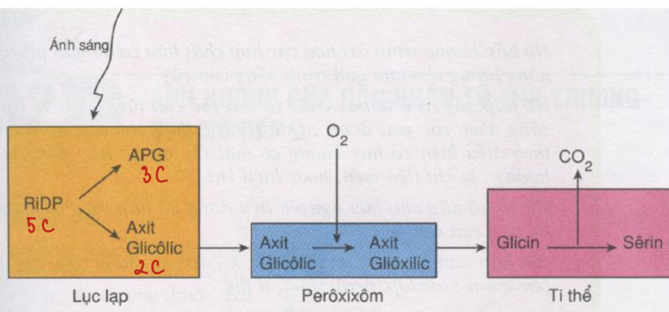 <p>Lục lạp → Peroxixom → Ti thể</p>