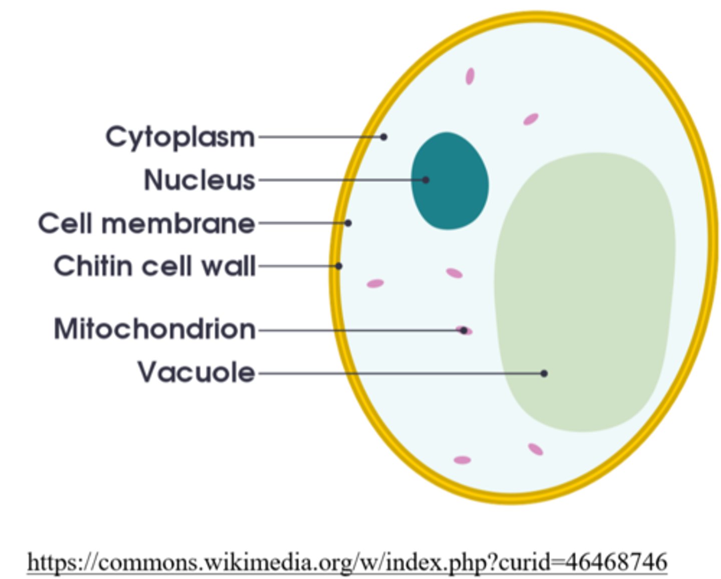 <p>yeasts</p>