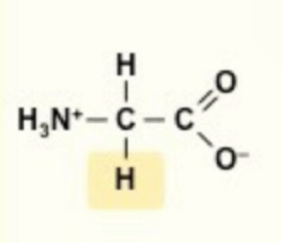 <ul><li><p><strong>H</strong></p></li></ul>