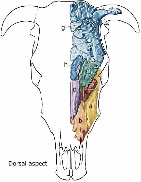 <p><span style="color: rgb(253, 137, 0)"><strong><mark data-color="yellow" style="background-color: yellow; color: inherit">Nasal Cavity:</mark> Paranasal Sinuses</strong></span></p><ul><li><p>Label the diagram a-h</p></li></ul><p></p>