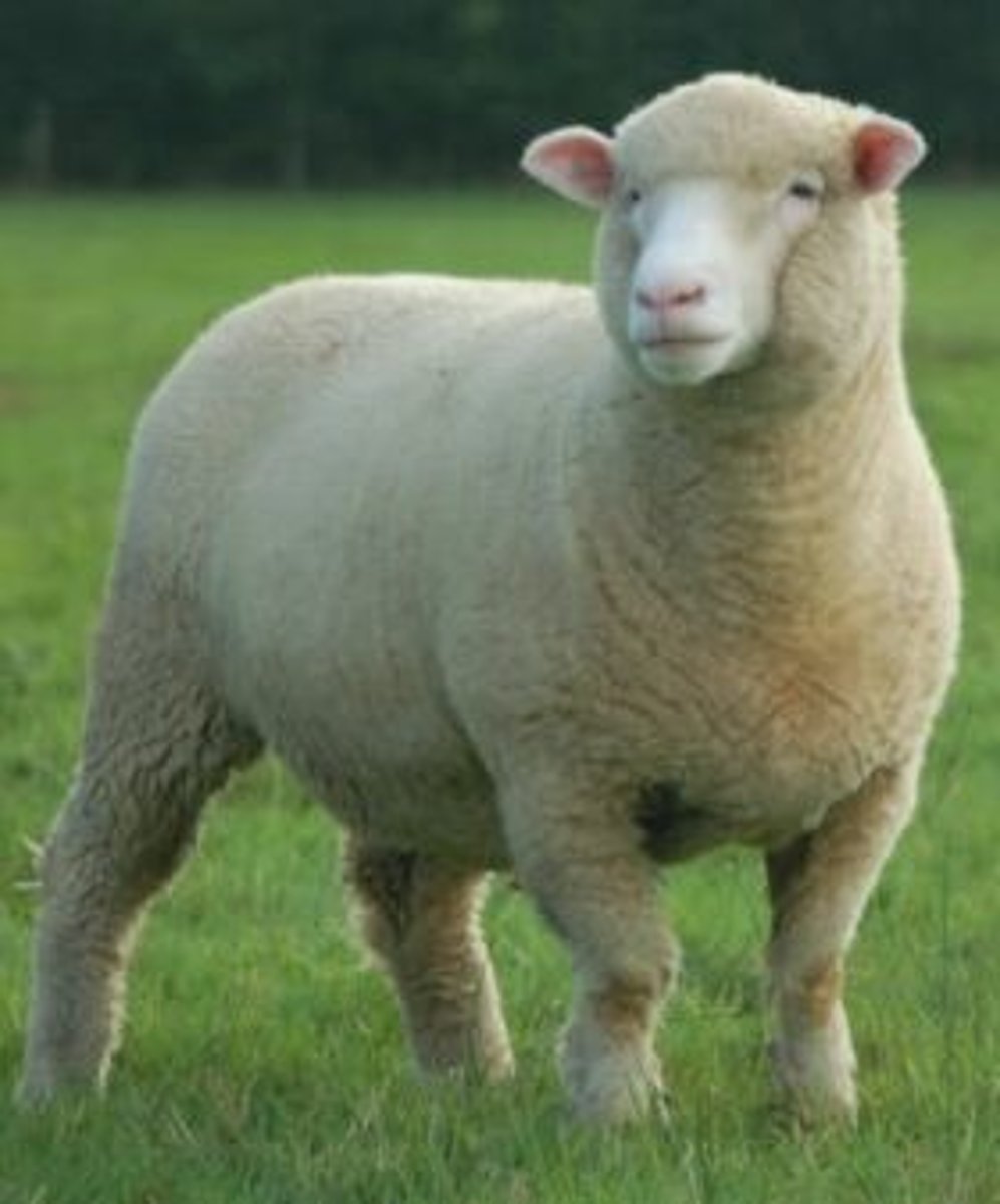 <p>What type of sheep is this? (breed and type)</p>