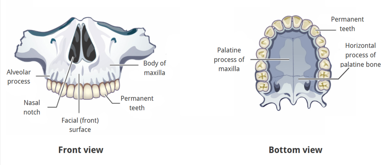 <p><strong>alveolar process</strong></p><p>nasal notch</p><p>facial surface</p><p>body of maxilla</p><p>permanent teeth</p><p>palatine process of maxilla</p><p>horizontal process of palatine bone</p>