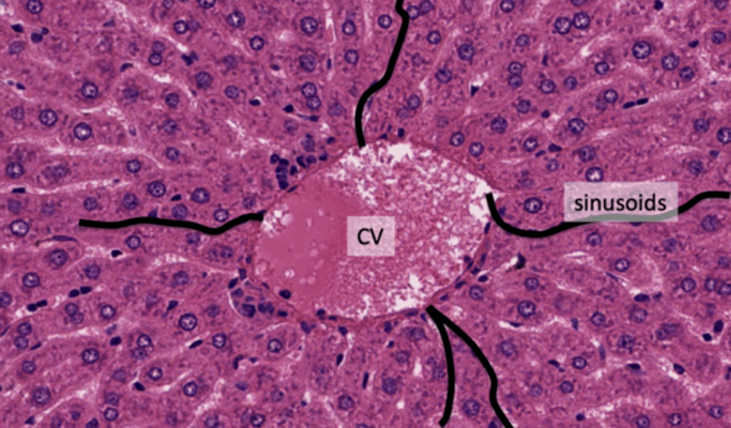 <p>Liver sinusoids are capillaries that receive blood from the terminal branches of the hepatic artery and portal vein and deliver it to the central vein, facilitating the exchange of substances between the blood and hepatocytes.</p>