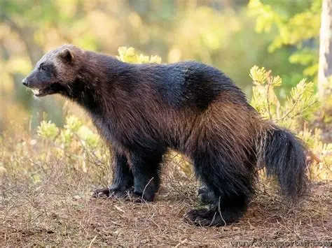 <p><em>Gulo gulo</em></p>