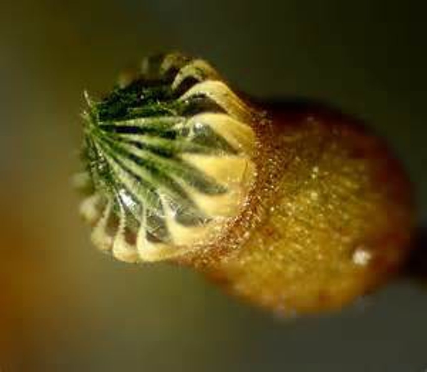 <p>A ring of interlocking, 'teeth' on the upper part of a moss capsule (sporangium); regulate spore release</p>
