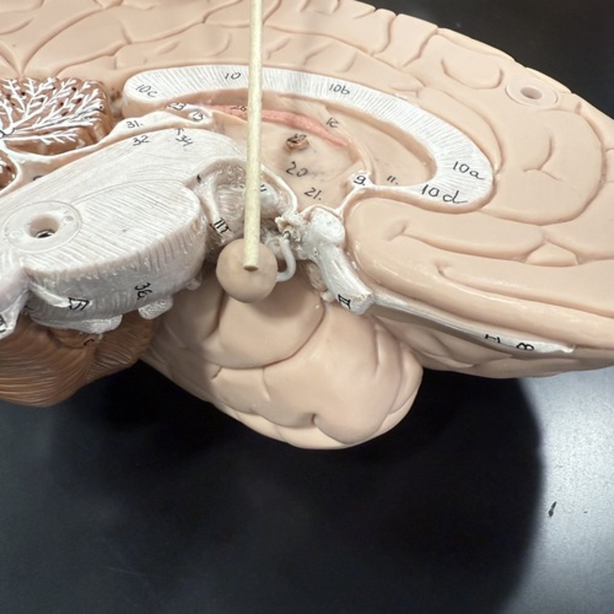 <p>What is this structure?</p>