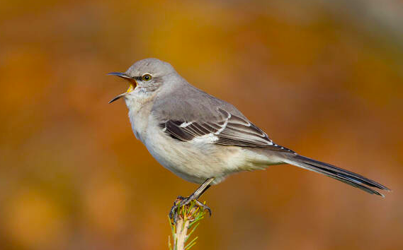 <p>Northern Mockingbird</p>