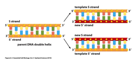 <p>Omdat bij elke replicatie <strong>één van de twee oude strengen behouden blijft</strong> en als sjabloon dient voor de synthese van een nieuwe complementaire streng.<br>Zo ontstaan uiteindelijk twee DNA-moleculen:</p><ul><li><p>Oud + Nieuw</p></li><li><p>Oud + Nieuw</p></li></ul><p>Dit verhoogt de nauwkeurigheid en stabiliteit van genetische overdracht.</p>