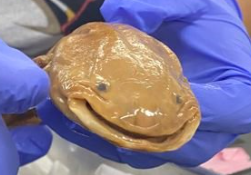 <p>What family of salamanders do Hellbenders belong to?</p>