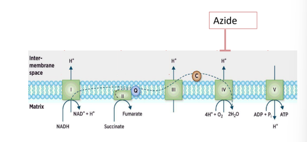 <p>-inhibits the ETC of the mitochondrion and therefore, respiration</p><p>-Chlamydomonas will not be able to make ATP through cellular respiration</p><p>-In light, it can still survive for a while because photosynthesis can produce ATP and NADPH in the chloroplast.</p><p>-In the dark, sodium azide is lethal because the cell relies entirely on mitochondrial respiration for ATP when no photosynthesis occurs.</p><p> </p>