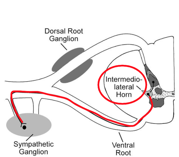 <p>Explain the activity of the sympathetic efferents based on what’s happening in this image.</p>