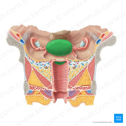 <p>Female (uter)</p>