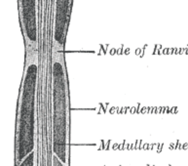 <p>Neurilemma</p>