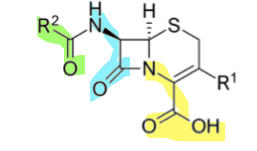<p>Oligopeptide Transporter 1</p><p>Apical Membrane Absorptive Transporter (from intestinal lumen (gut) into enterocytes)</p><p>Di-peptides or tri-peptides</p><p>Proton coupled (so activity impacted by pH)</p>