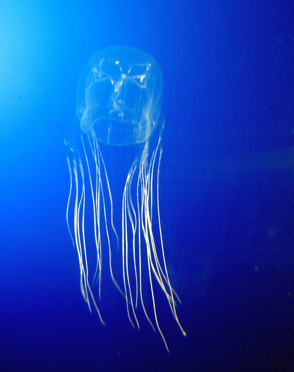 <p>box jellyfish, sea wasps</p><p>dominant medusa form</p><ul><li><p>polyp form inconspicuous or unknown</p></li></ul><p>voracious predators</p>