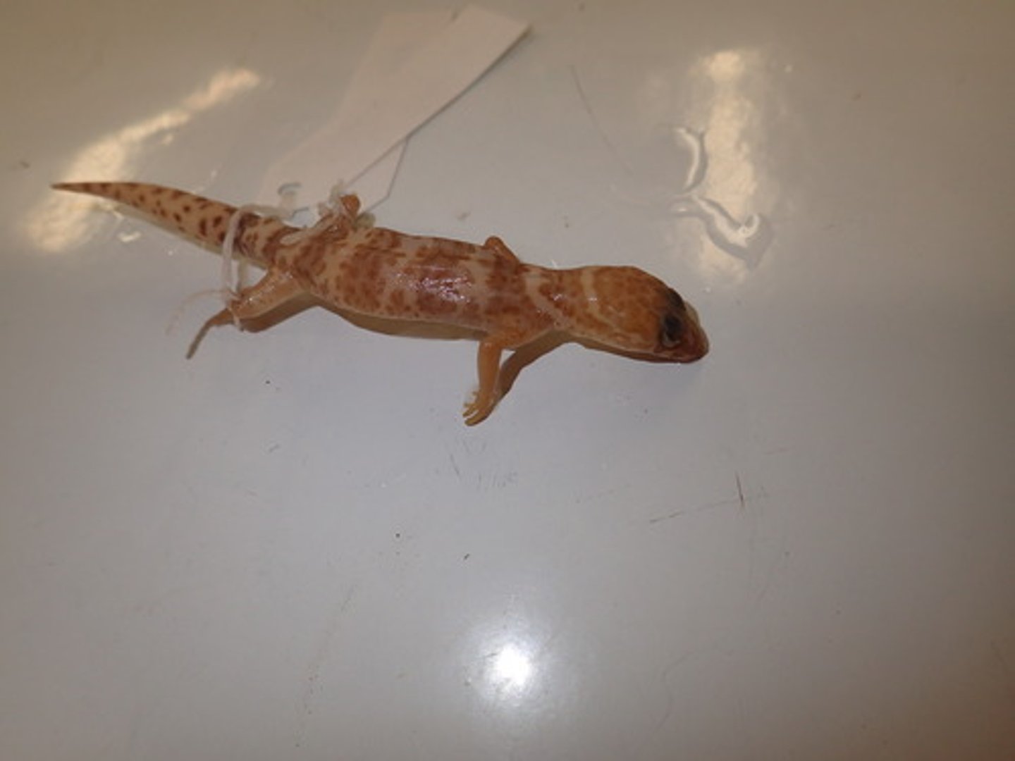 <p>Texas Banded Gecko</p>