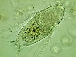 <p>protists that are common in the intestines of almost all termites locomotion: flagellum nutrition: heterotrophs-&gt; capable of cellulose digestion</p>