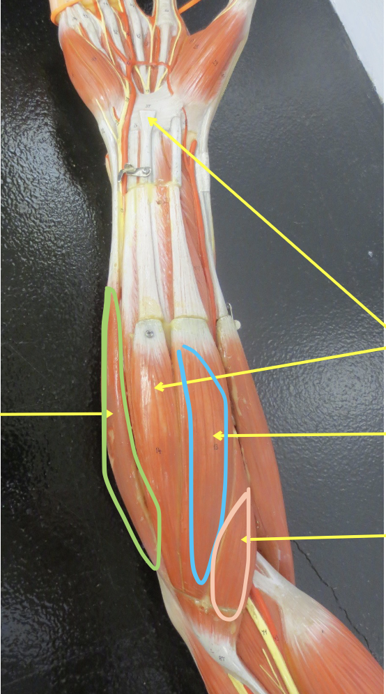 <p>Muscle in green</p>