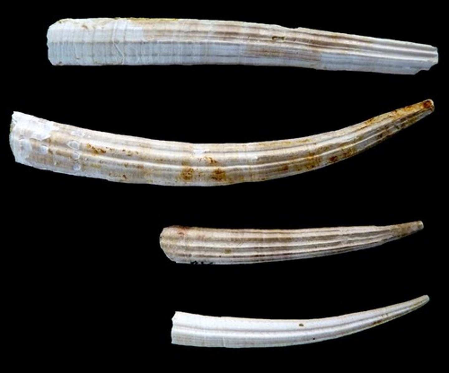 <p>(tusk shells) Benthic; marine/off-shore; burrow head down in substrate; tube shaped mantle; no gills</p>